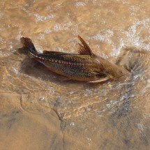 Big fish in the Parana river